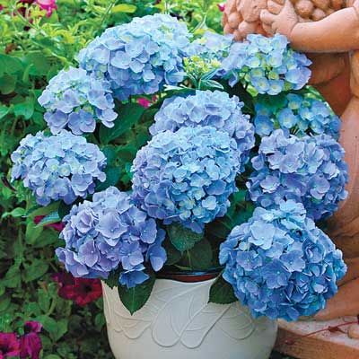 A beautiful blue blooming 'Endless Summer' hydrangea.