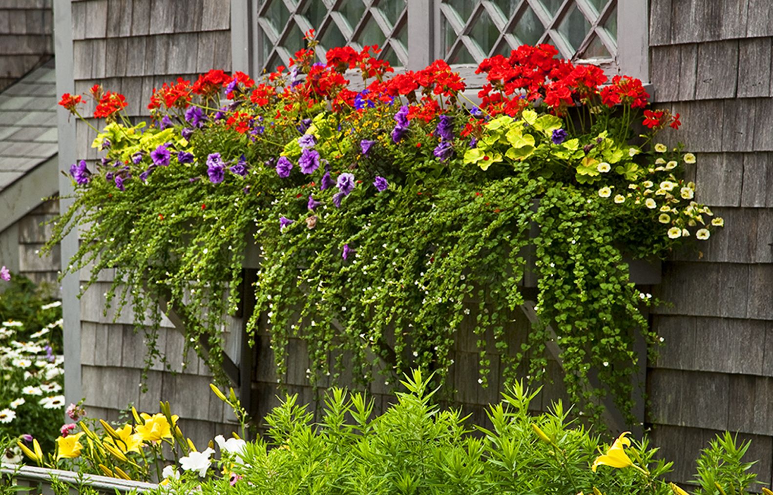 a visually stunning window planter with different plants