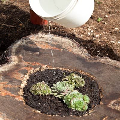 Plants  are planted in a tree stump planter and watered.