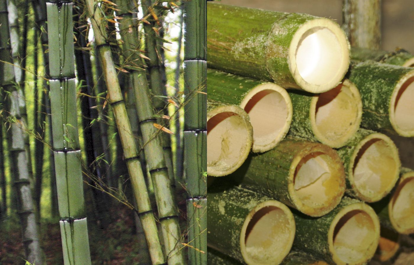 Natural bamboo shoots before being turned into flooring.