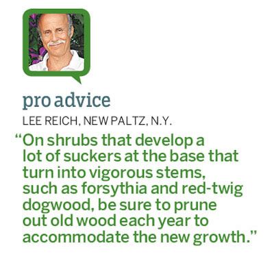 A quote discussing the importance of pruning old wood each year.