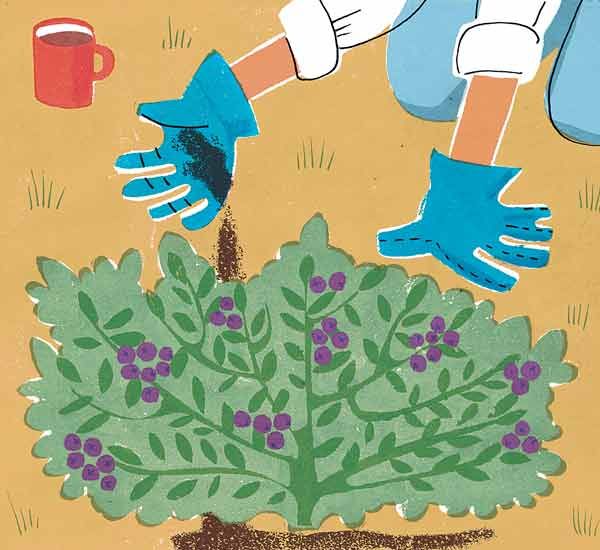 an illustration of adding coffee grounds to soil