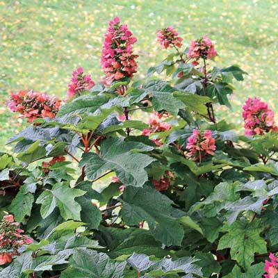 An oakleaf hydrangea with bright pink blooms.