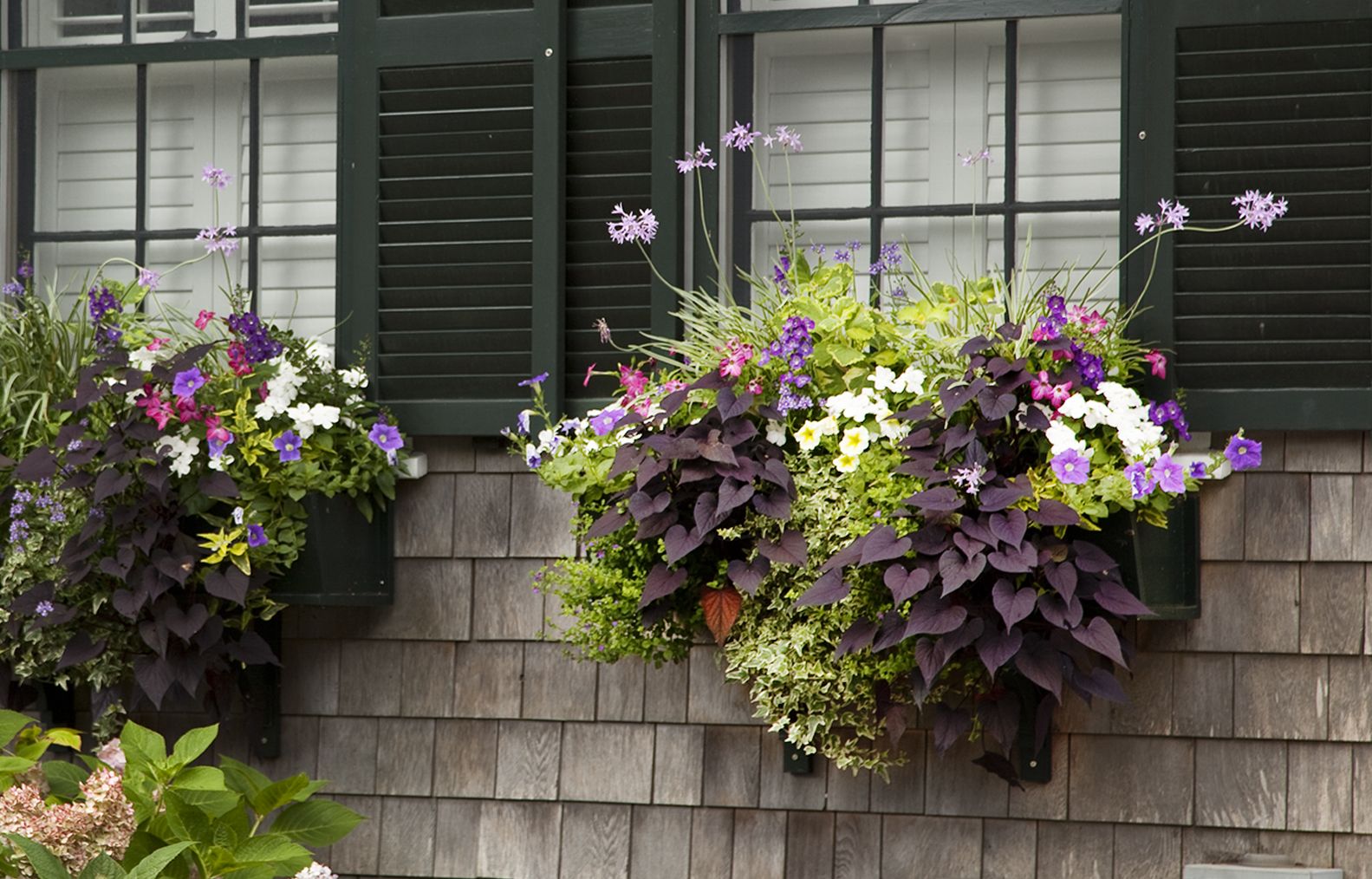 ivy and vines in a window planter