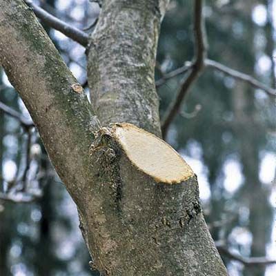 a tree that has been pruned