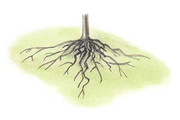 Illustration of tree roots underground.