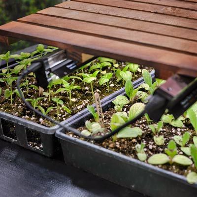 Plant and garden seedlings under a light to grow.