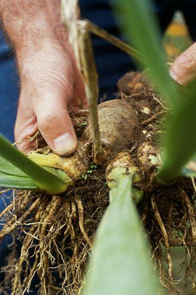 Blooming bulbs that need divided.