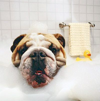 A dog's face being surrounded by bubbles and a rubber ducky in a bathtub.