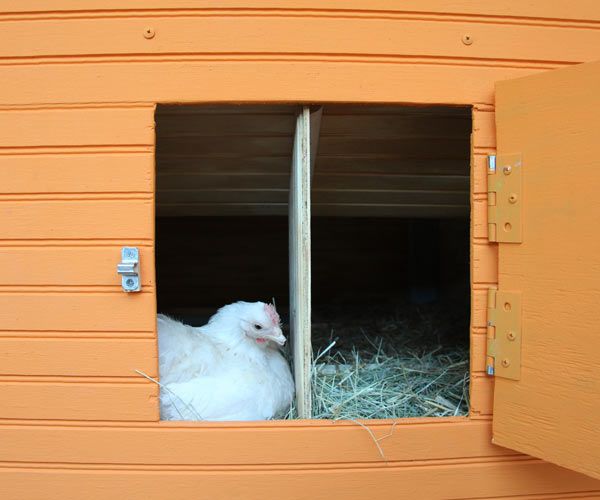 A chicken coop with predator resistant locks.