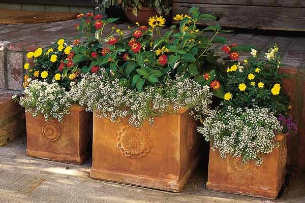 Three container plants that are flowering.