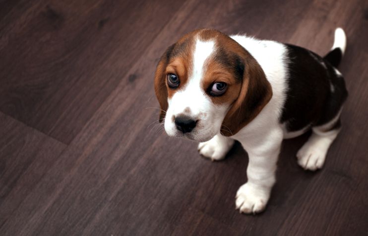 Dog-Friendly Flooring Rules - This Old House