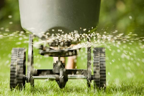 A person pushing a seed sprayer to fill out their lawn.