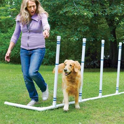 Dog using an agility course