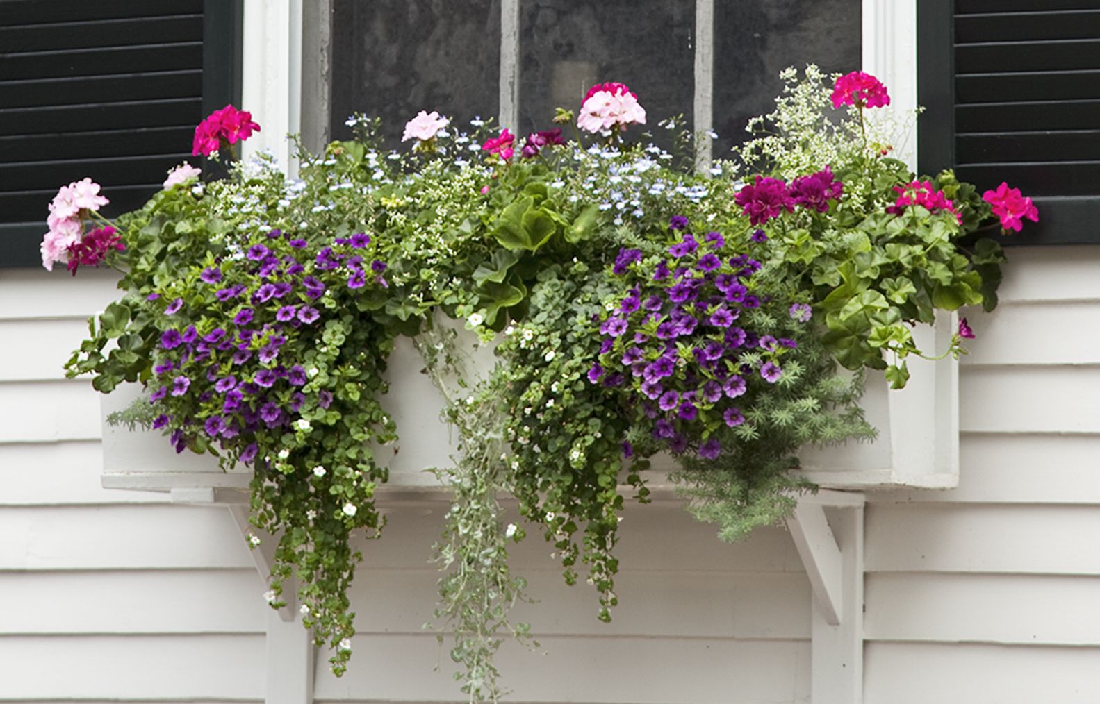 draping plants in a window planter