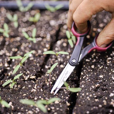 A person uses scissors to trim garden plants.