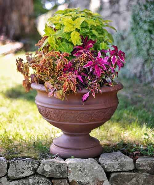 coleus in gardens