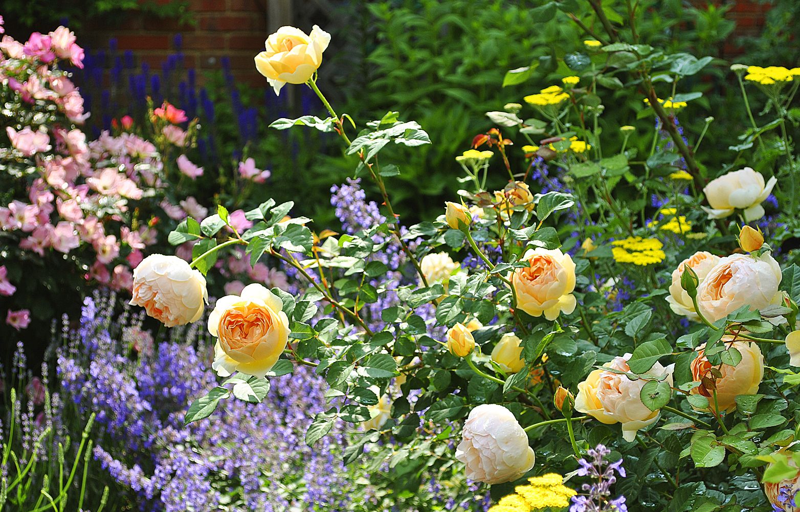 From Blah Lawn to Backyard Rose Garden Paradise - This Old House