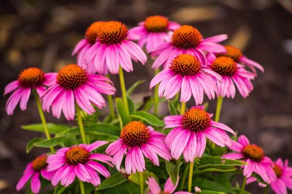 A group of perennial flowers in bloom.