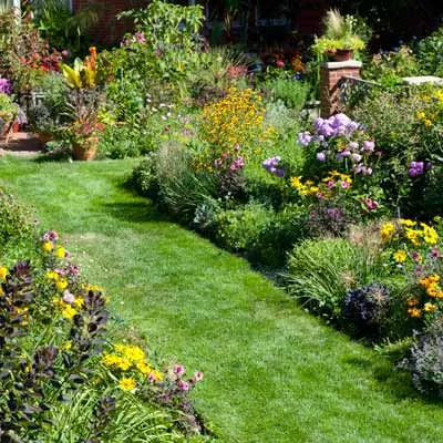 Plants in a garden