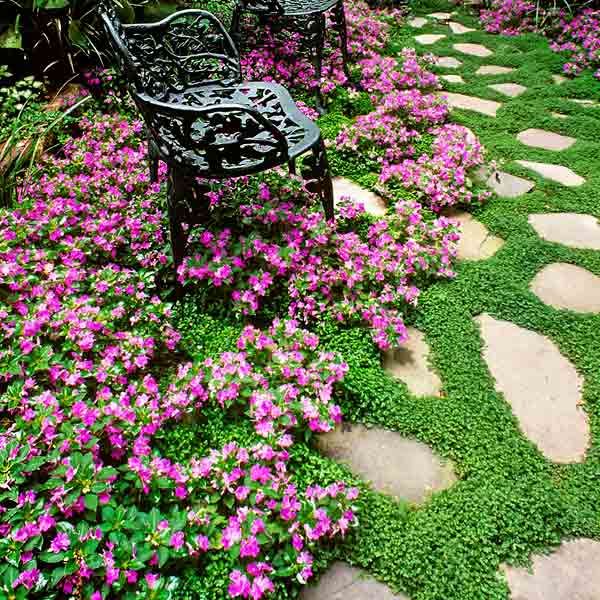 Golden Creeping Thyme Nature Hills Nursery