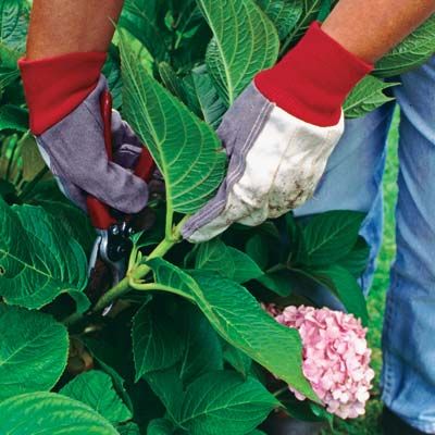 A person in gardening gloves trims a pink hydrangea plant.