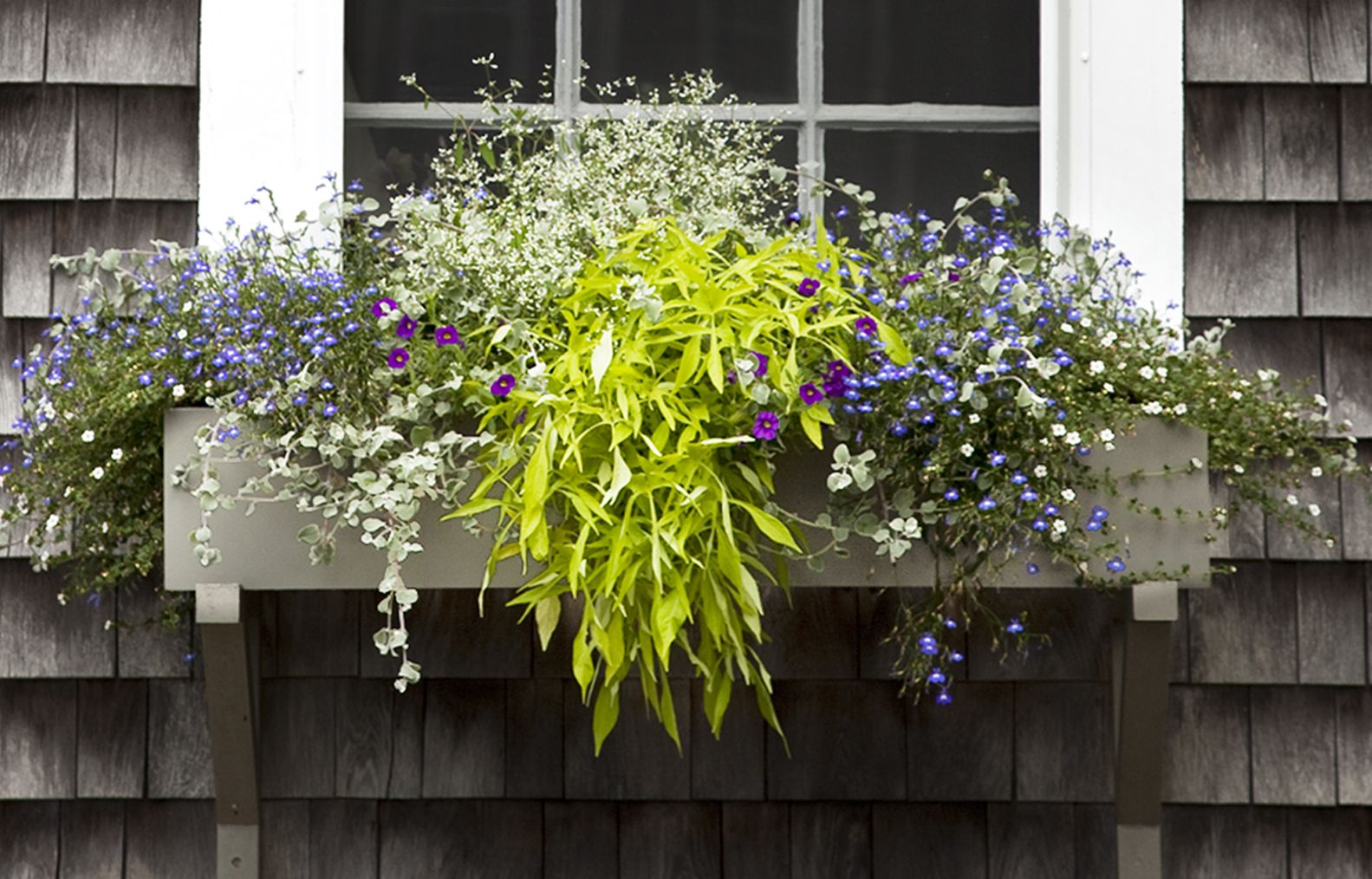 sweet potato vines in a window planter