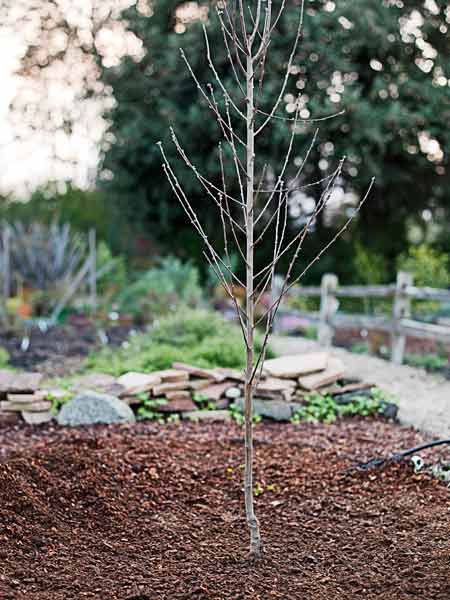 Young freshly planted tree that has no leaves yet but will grow into a shade tree.