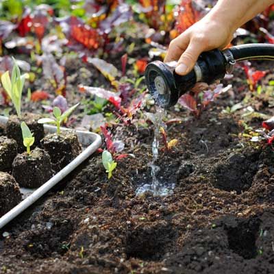 A person waters a garden and plants seedlings.