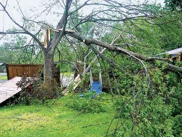 A fallen tree after a storm.