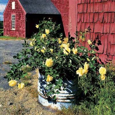 a metal barrel that is used as a pot for flowers