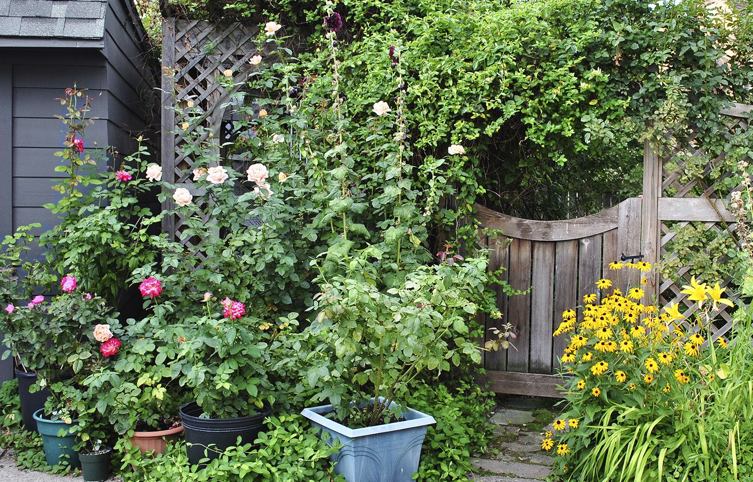 From Blah Lawn to Backyard Rose Garden Paradise - This Old House