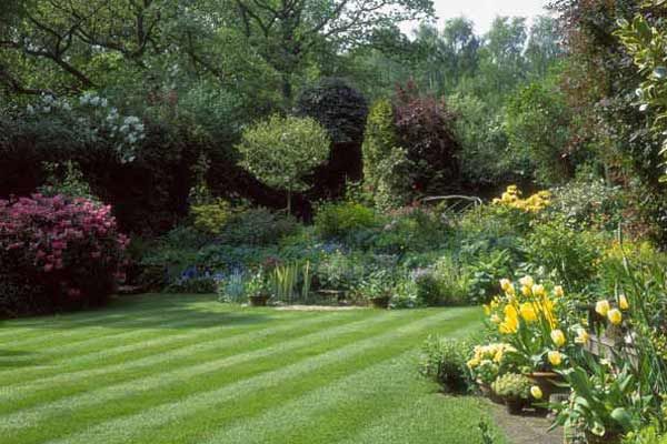 A turf lawn with gardens beside it.