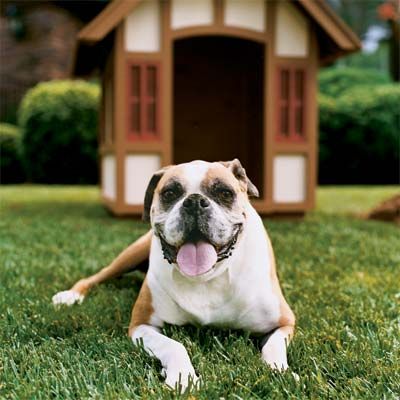 Dog sitting In front of a doghouse