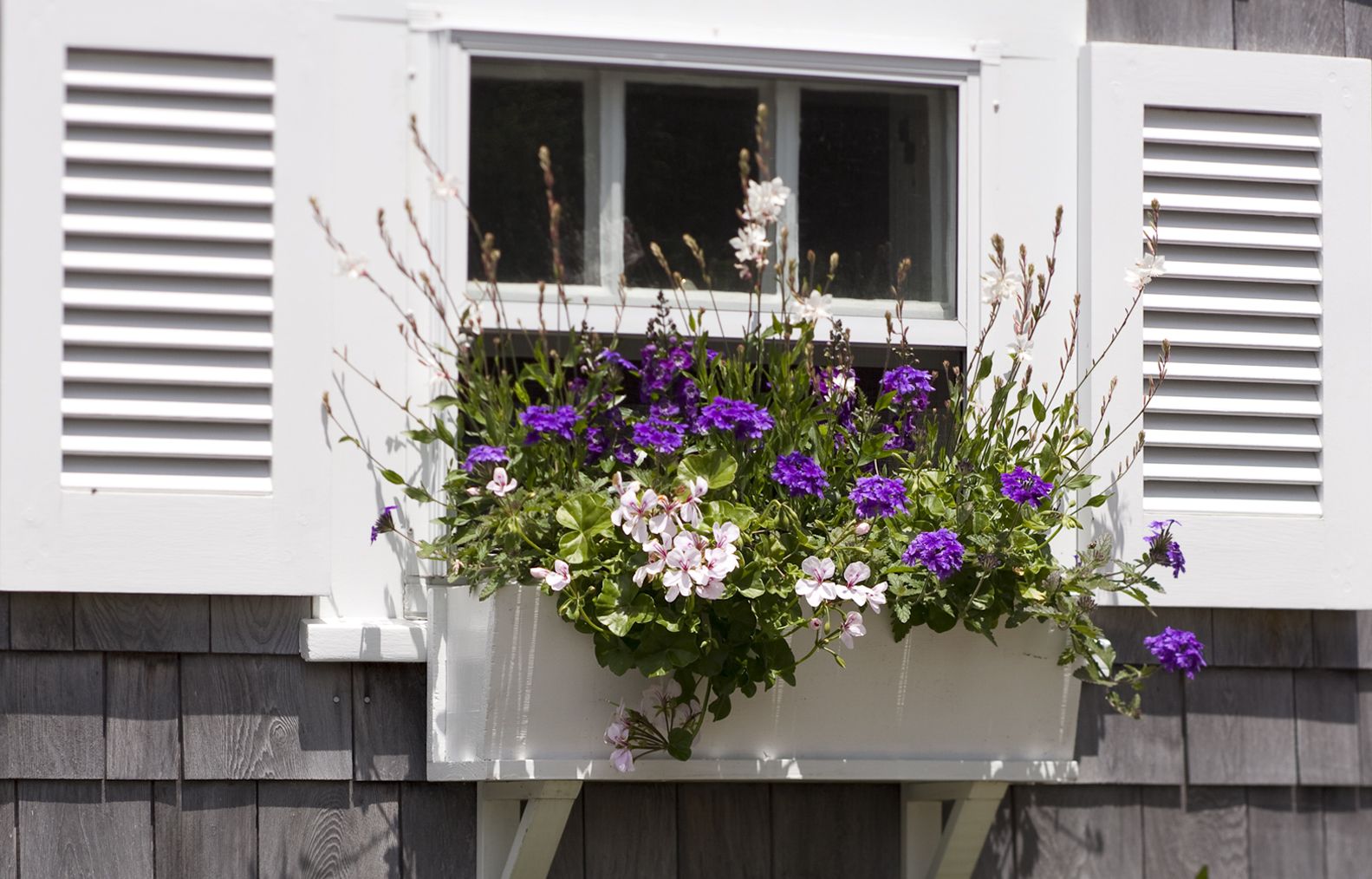 contrasting flowers in a window planter