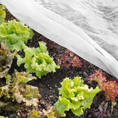 Garden plants and vegetables under a row cover.