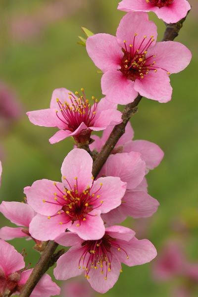 50 State Flowers to Grow Anywhere - This Old House