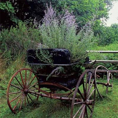 an old buggy used to house plants