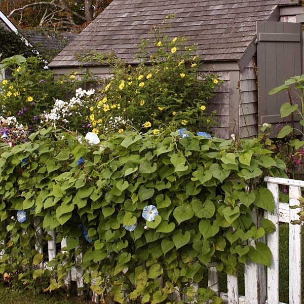 along a fence in a cottage garden are vines and plants with blue flowers