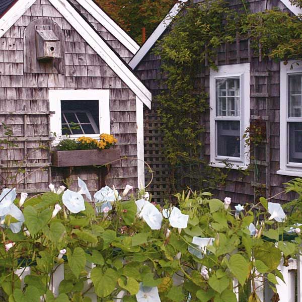 a blue cottage and white and green plants surrounding it