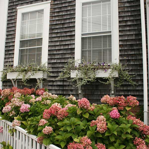 daring and bright hydrangeas surrounding a cottage