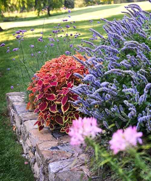 coleus in gardens