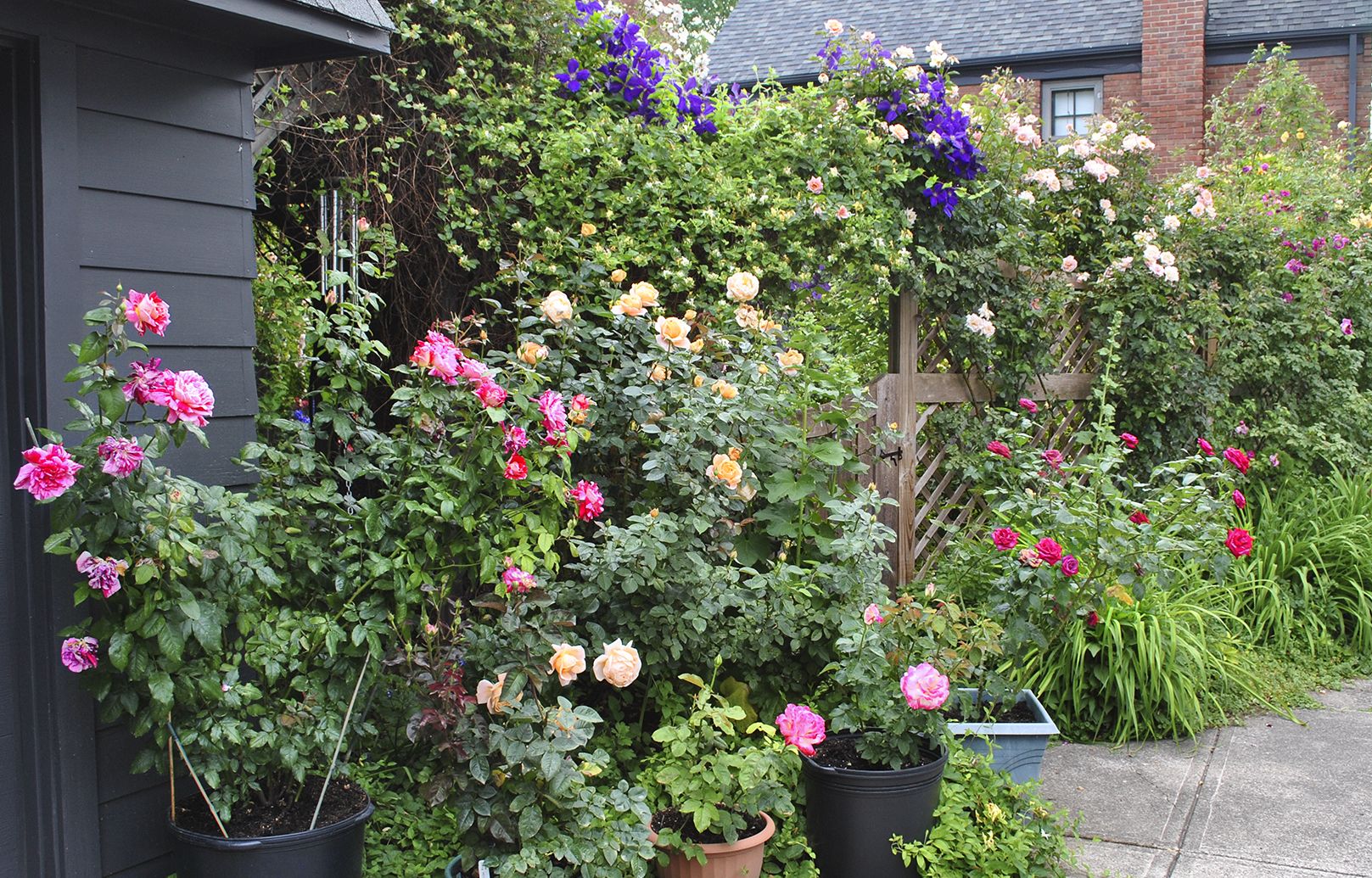 backyard rose garden plans