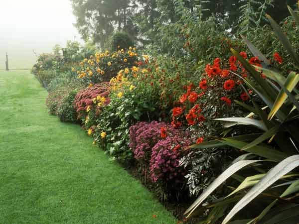 A line of shrubs next to a lawn