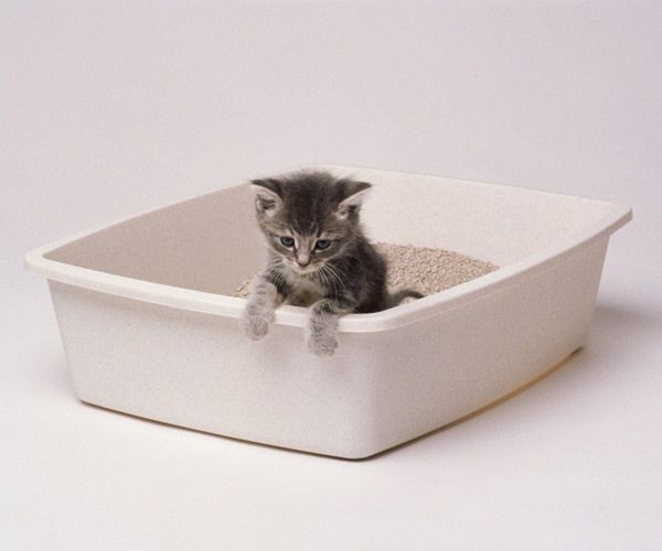 A small cat sitting in a bin full of litter.