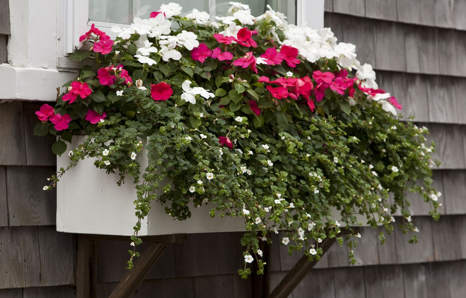 simple flowers in a window planter