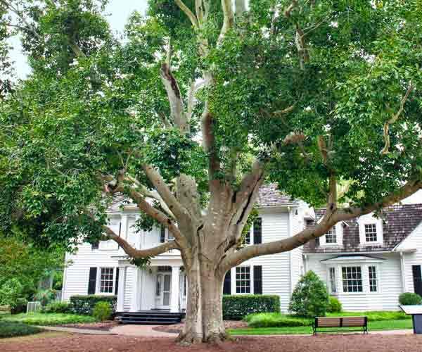 A large shade tree in front of a white sided house.