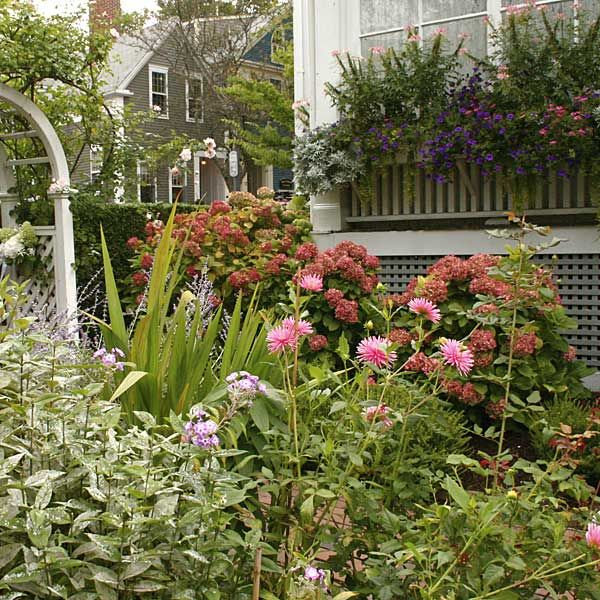 structural plants and flowers in a cottage garden