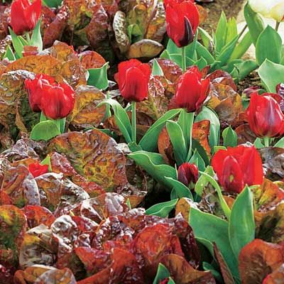 Red leaf lettuce and red tulips planted together.