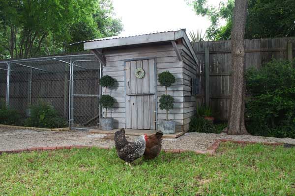 A repurposed structure being used as a chicken coop.